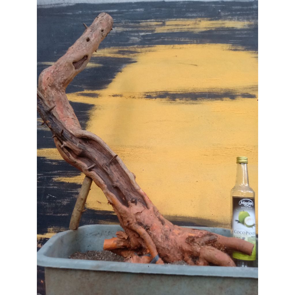 BAHAN BONSAI SISIR KALIAGE RONGGENG