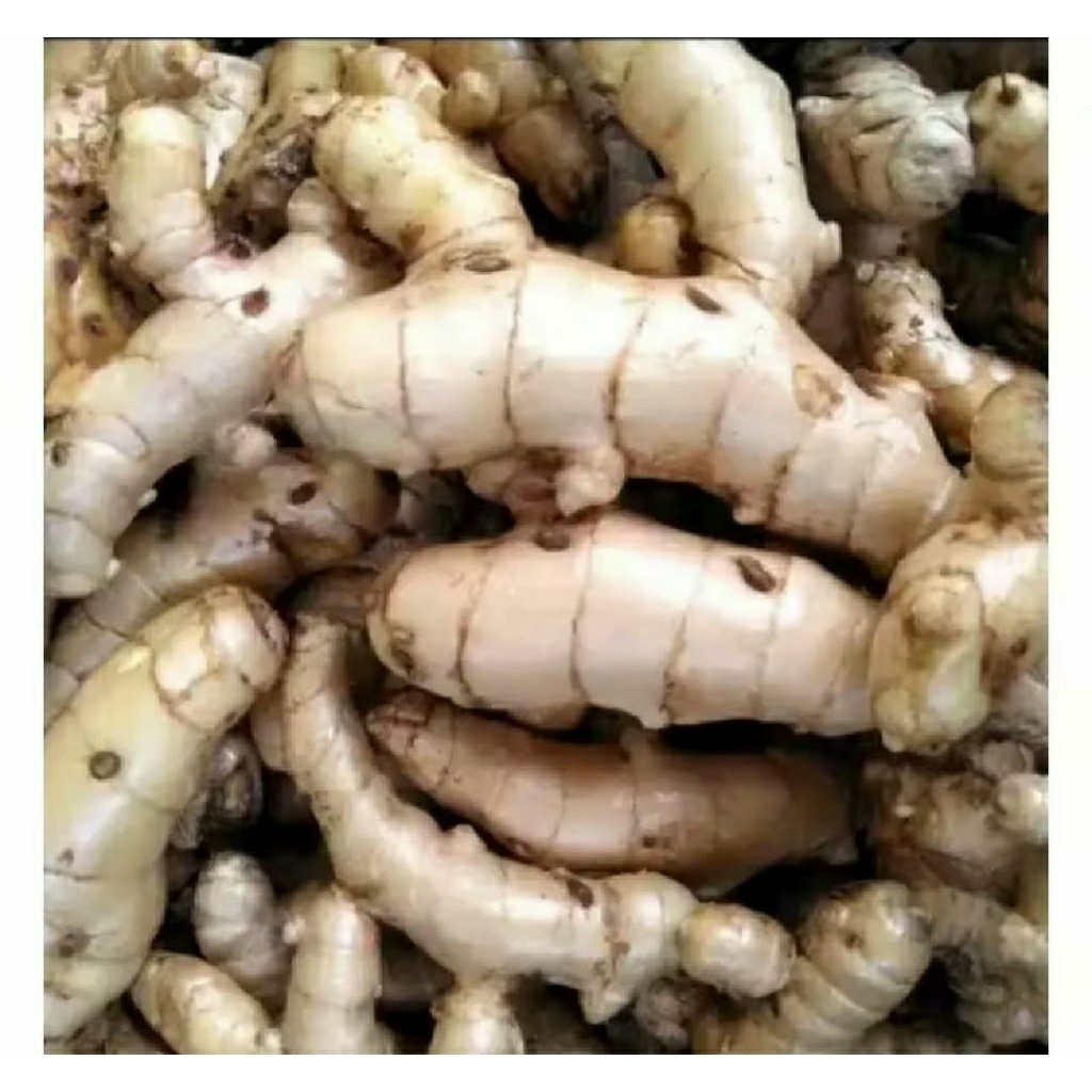 

Kunyit putih segar curcuma herbal
