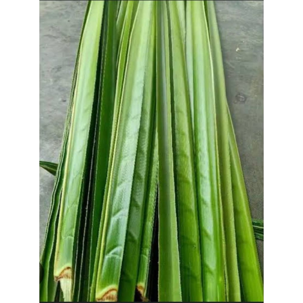 

daun kelapa hijau/ 10 helai