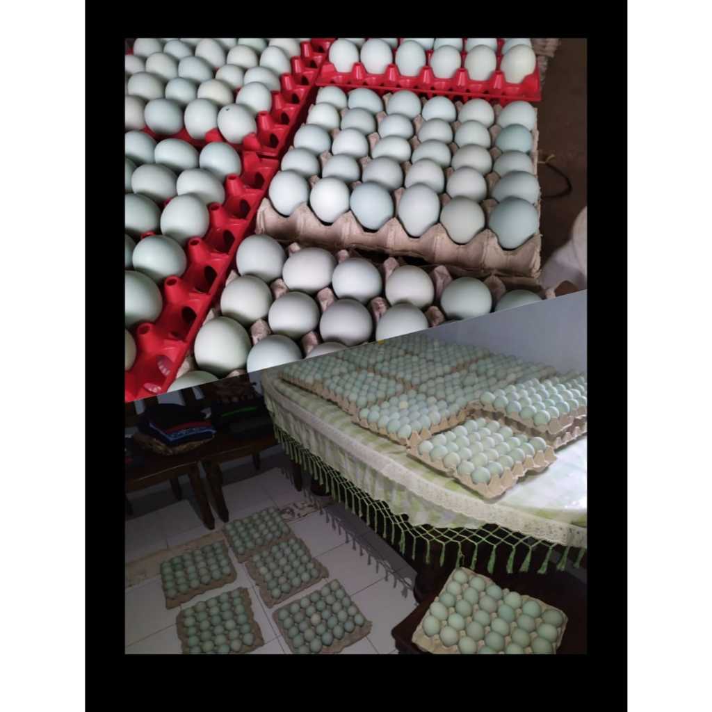 

Telur Asin | Telur Bebek | Telur Asin Masir |Telur Asin Lezat bergizi