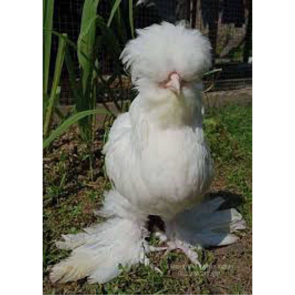 

TELUR FERTIL AYAM POLAND UNTUK DITETASKAN