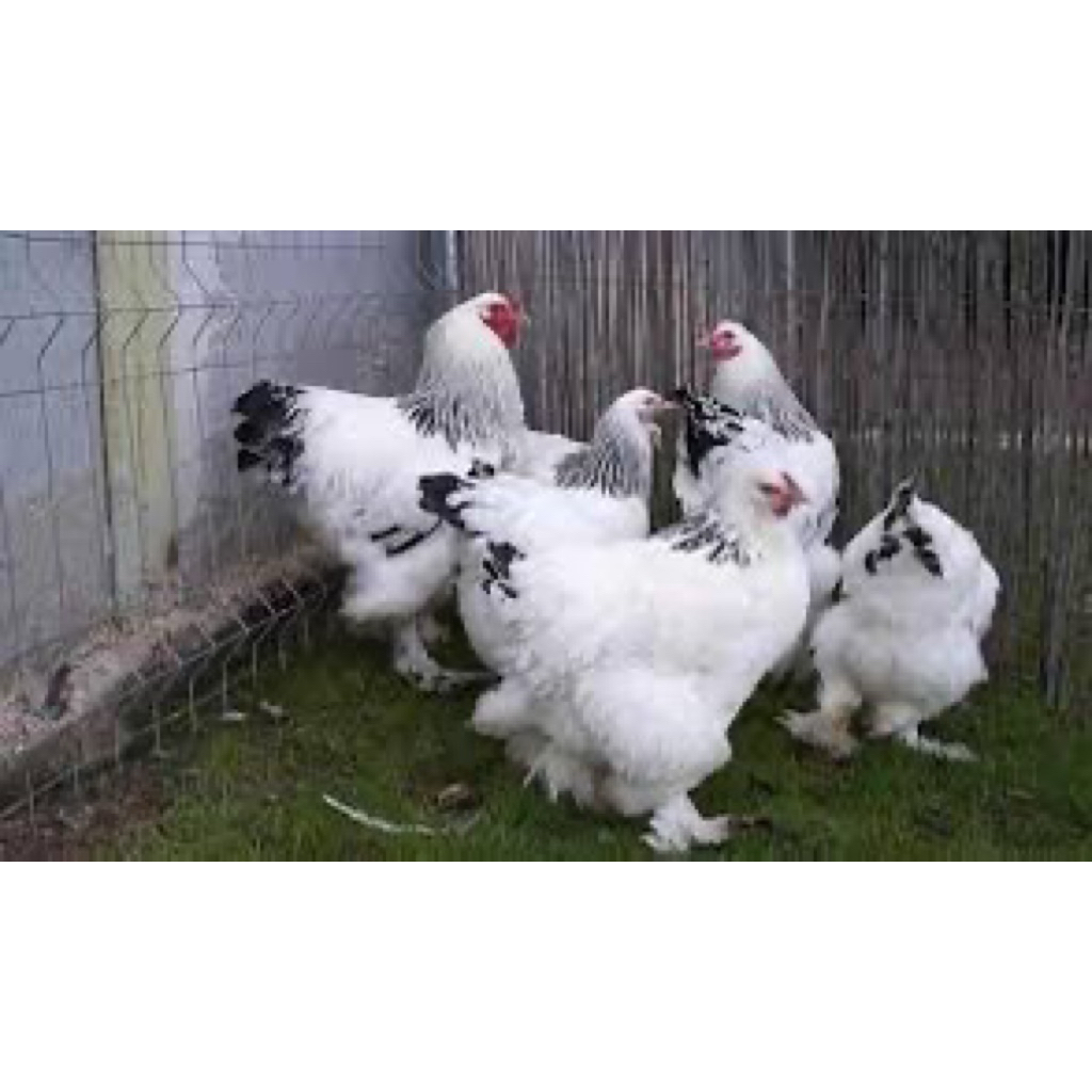 

TELUR FERTIL AYAM BRAHMA UNTUK DITETASKAN