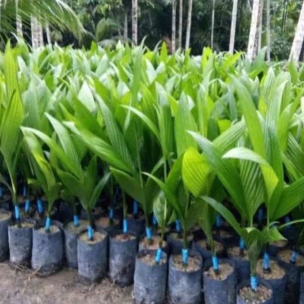 Bibit Pinang Betara Asli Varietas Unggul Siap Tanam Paket 10 Pohon