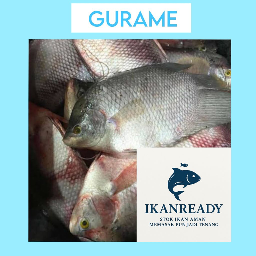 

Ikan Gurami Segar 1kg - Siap Masak | IkanReady Gurami Segar Utuh 1Kg - Langsung dari Petani | Toko IkanReady