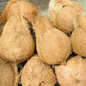 

kelapa parut utuh perbutir