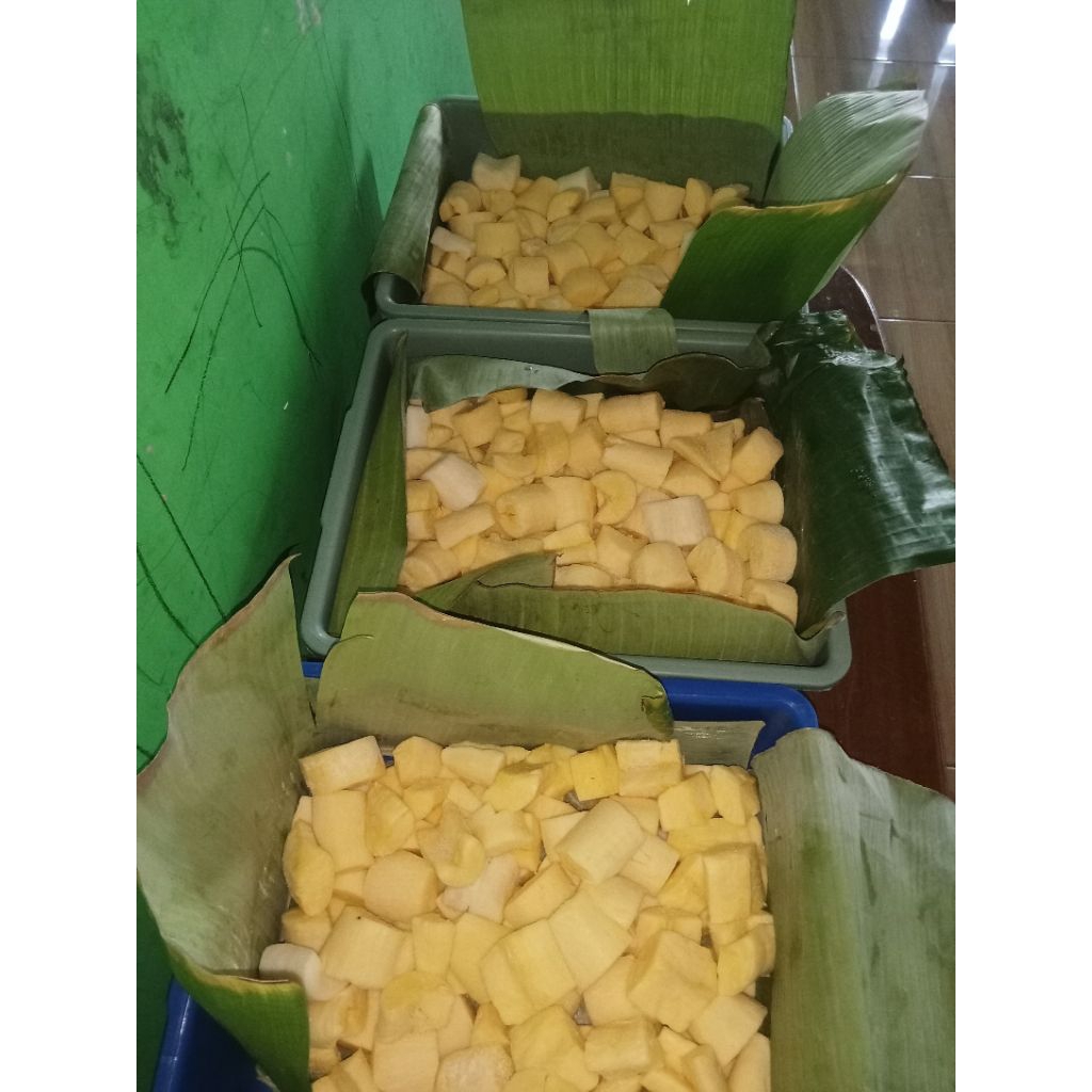 

tapesingkongmaniskayamanfaat