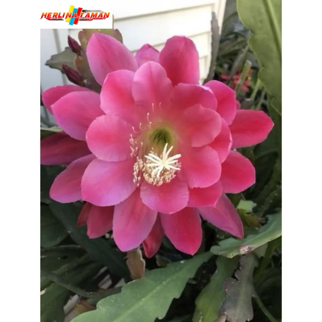 Tanaman hias Wijaya Kusuma bunga pink besar / Wijaya Kusuma bunga