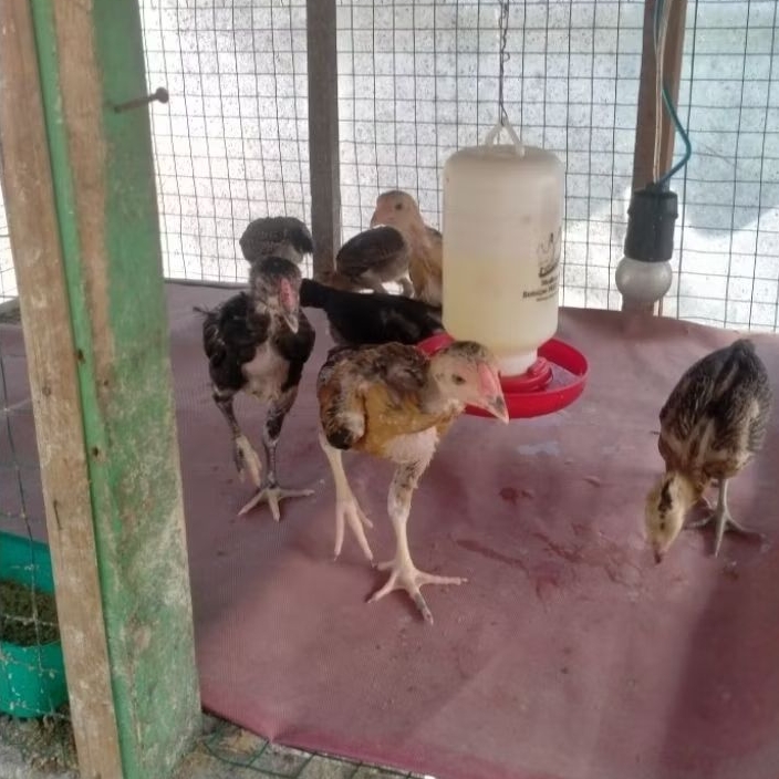 Anak ayam Bangkok mangun asli usia 45 harian