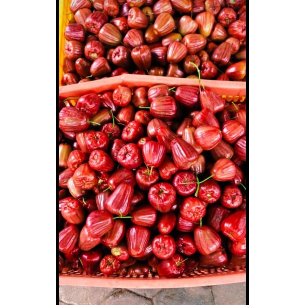 

Jambu air dalhari Fresh Ab