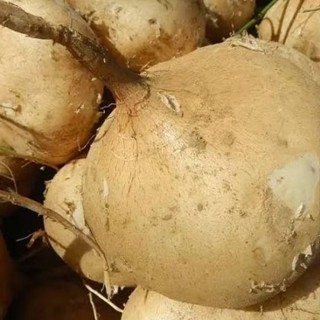 

Bengkoang : Umbi Segar 1 Kg Free Ongkir