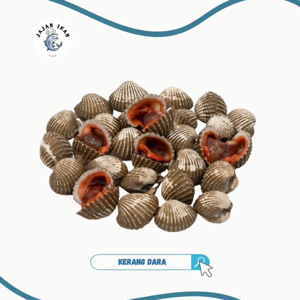KERANG DARA [JAJAN IKAN] Kerang Dara Seafood Segar 1kg