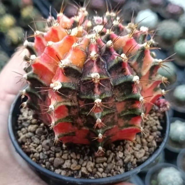 kaktus gymno orenji ownroot jumbo