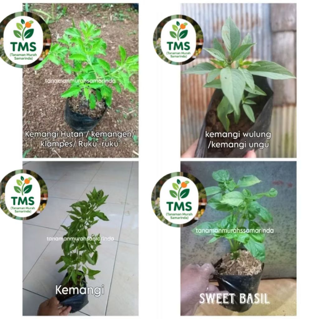 TMS~ Bibit Kemangi lalap herbal sweet basil ruku'-ruku' tulsi kemangi suci klampes kemangi wulung ke