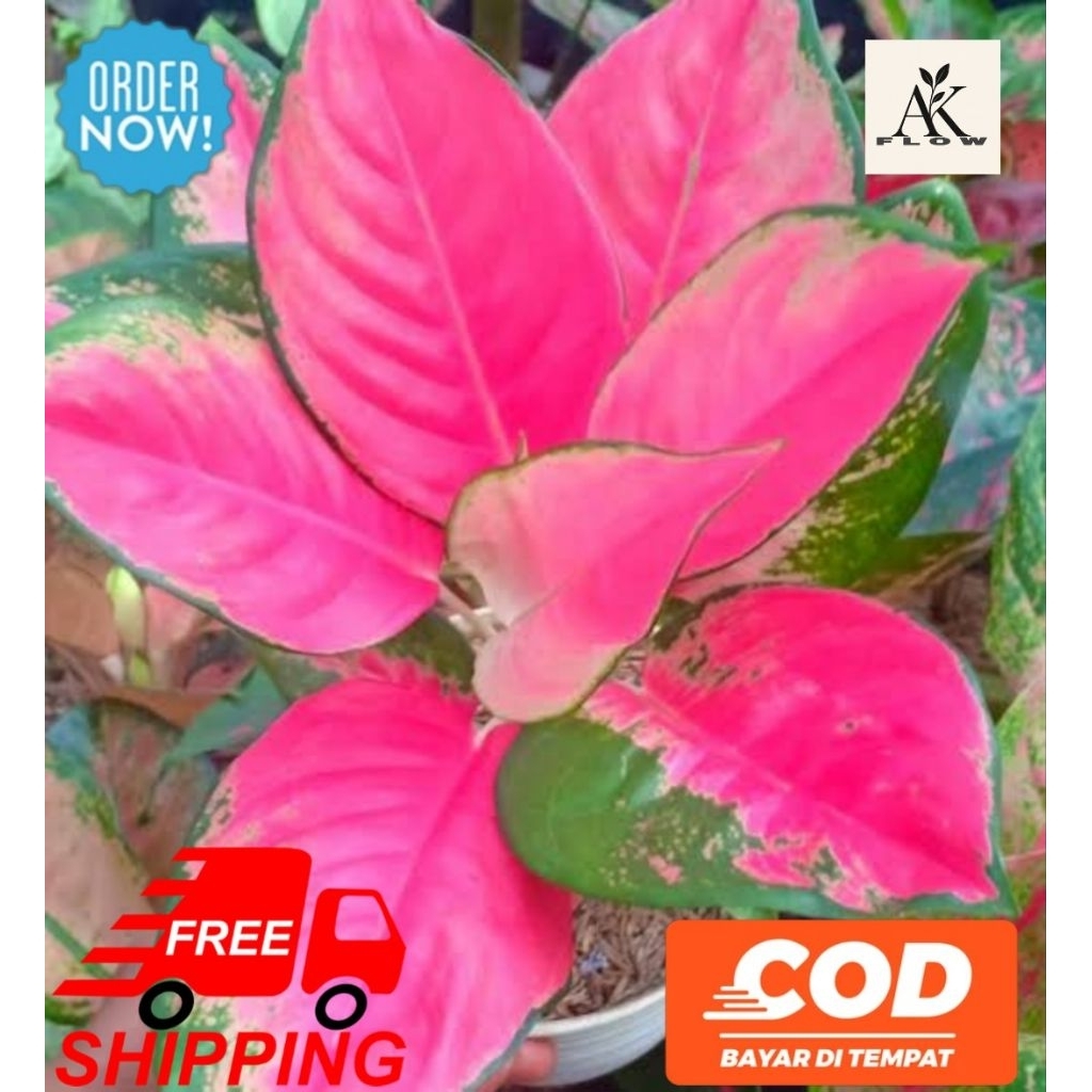 Aglonema kochin pink dewasa rimbun termurah