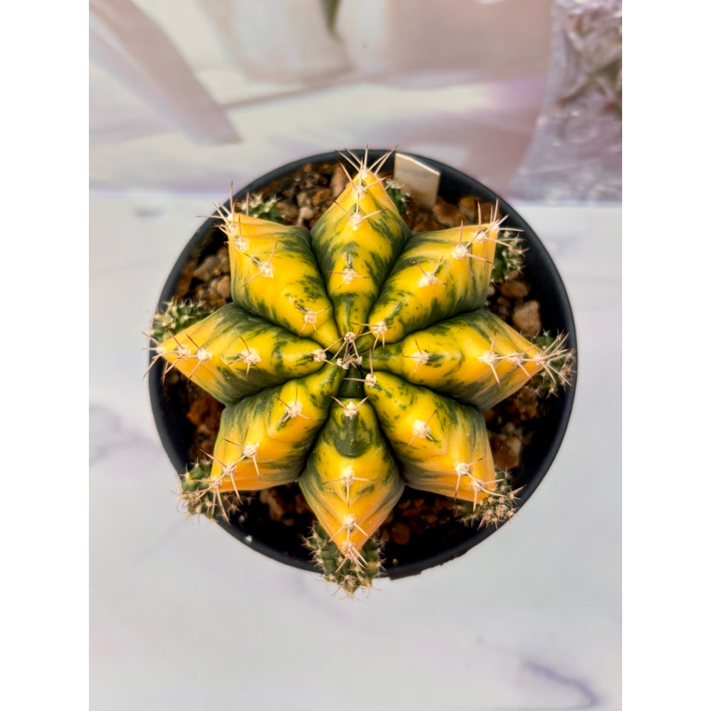 Termurah Kaktus Induk Gymno Miha Yellow Ownroot Gymnocalycium