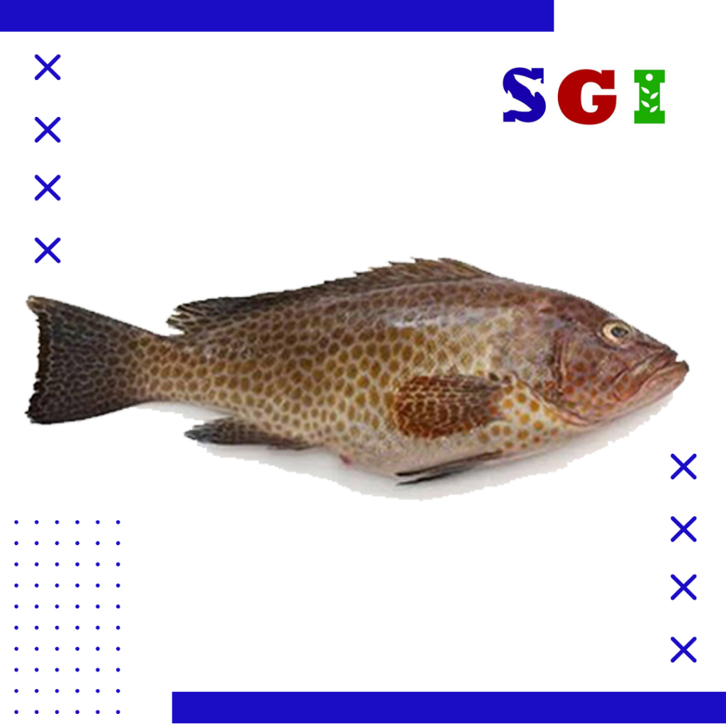 

Frozen Ikan Kerapu (2 - 4) per 500 gram