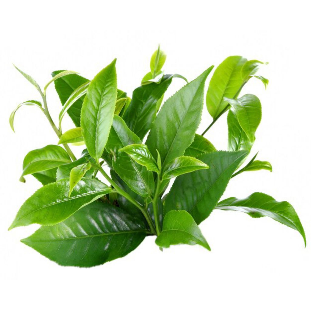 

DAUN TEH HIJAU FRESH 1KG