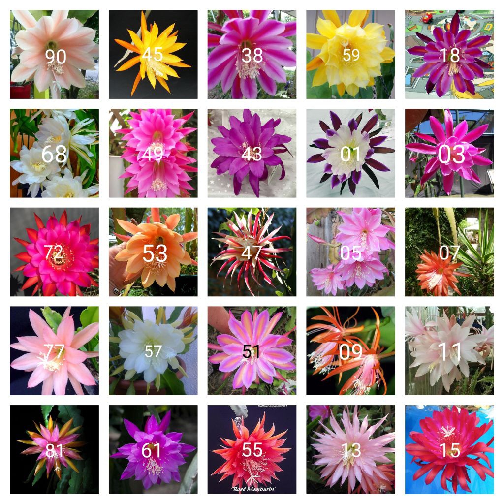 Tanaman hias gantung Wijaya Kusuma paket 25 macam jenis bunga