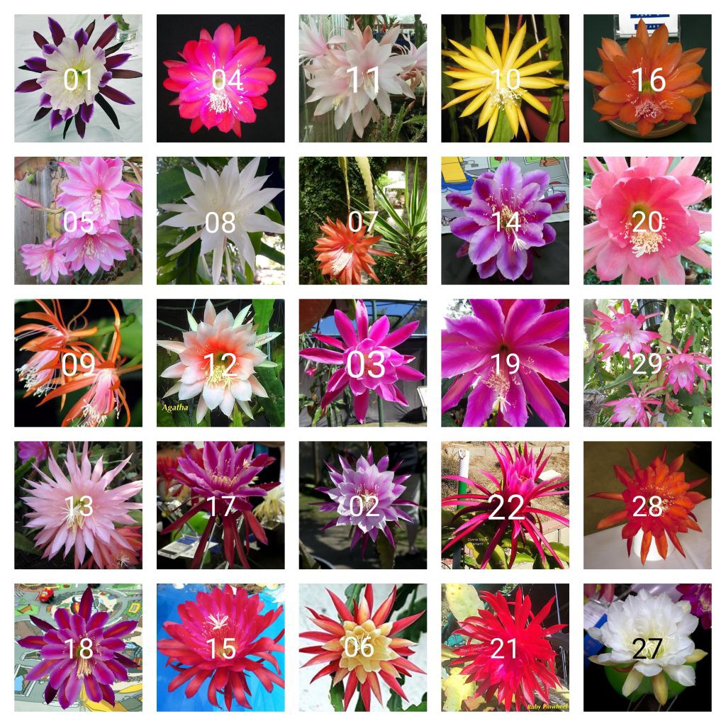 Tanaman hias gantung Wijaya Kusuma paket 25 macam jenis bunga