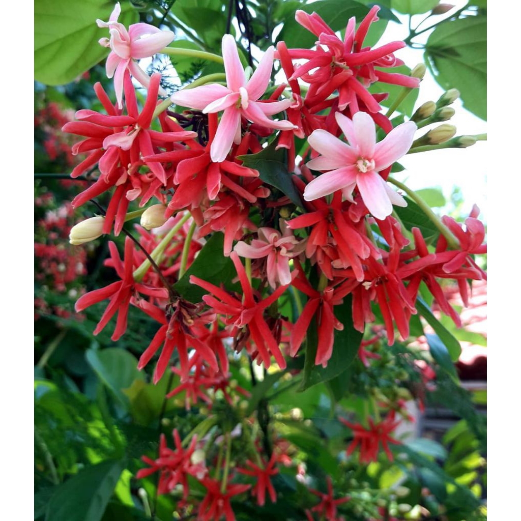 bibit melati belanda tumpuk | tanaman rambat | cod bayar ditempat