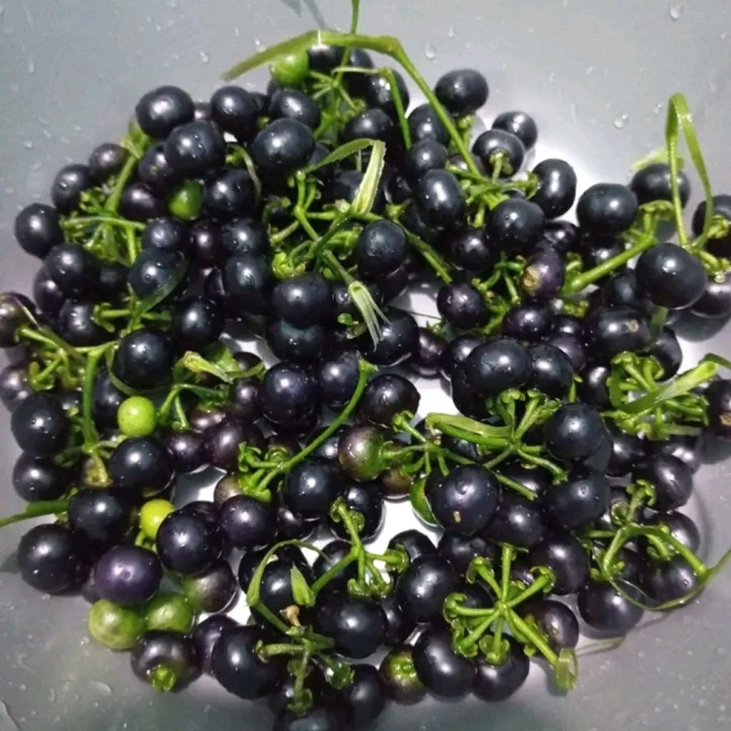 

buah lenca hitam lenca tua siap semau/100buah