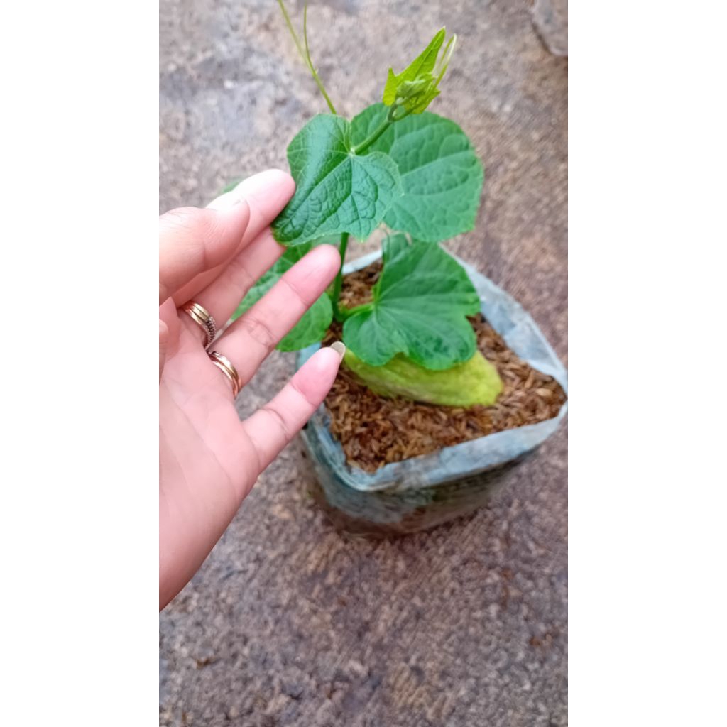 

Tanaman Sayur merambat Labu siam hijau