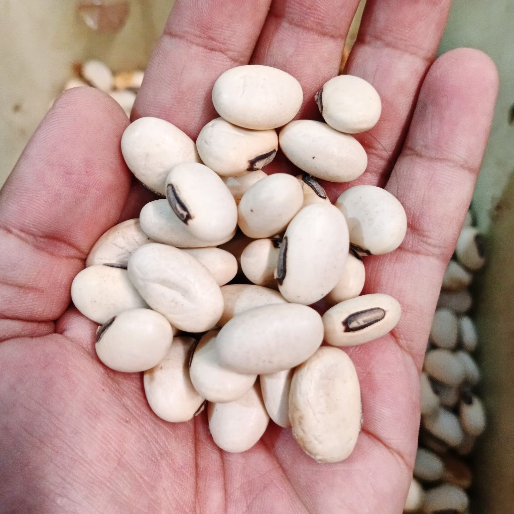 

100 gr biji koro putih - biji koro kering - bibit koro - biji koro berkualitas