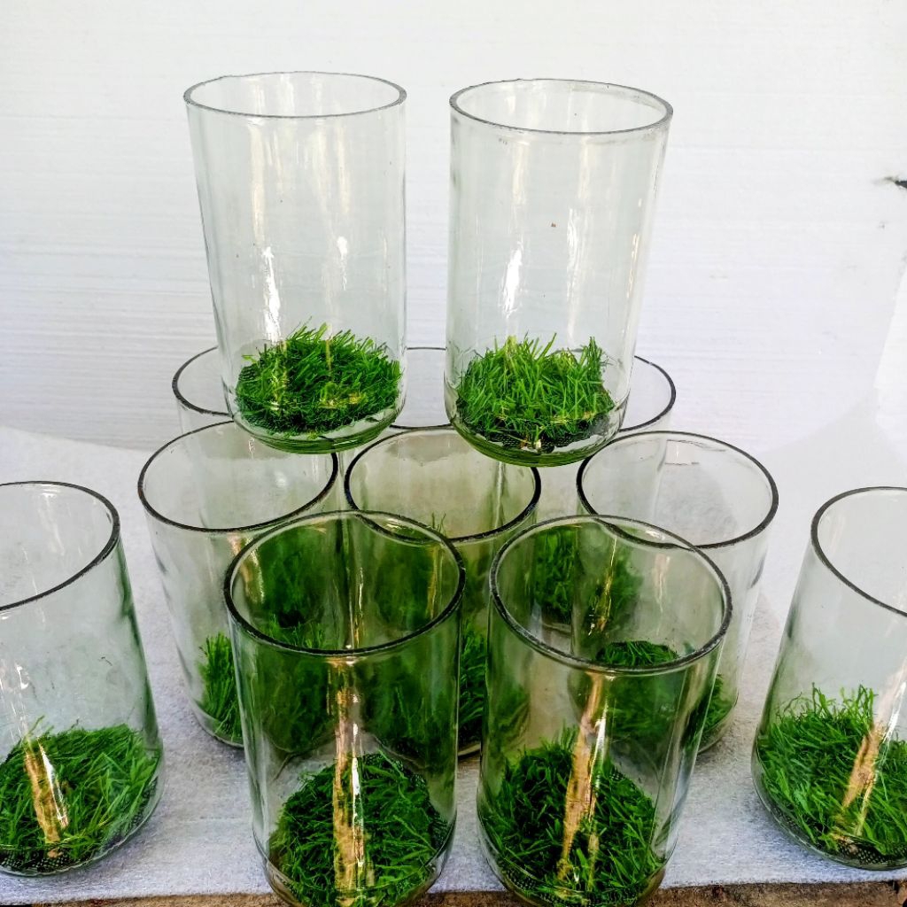 Aquarium cupang kapasitas 750 ml paket 3 pcs Soliter cupang silinder Botol cupang tank kaca cupang s