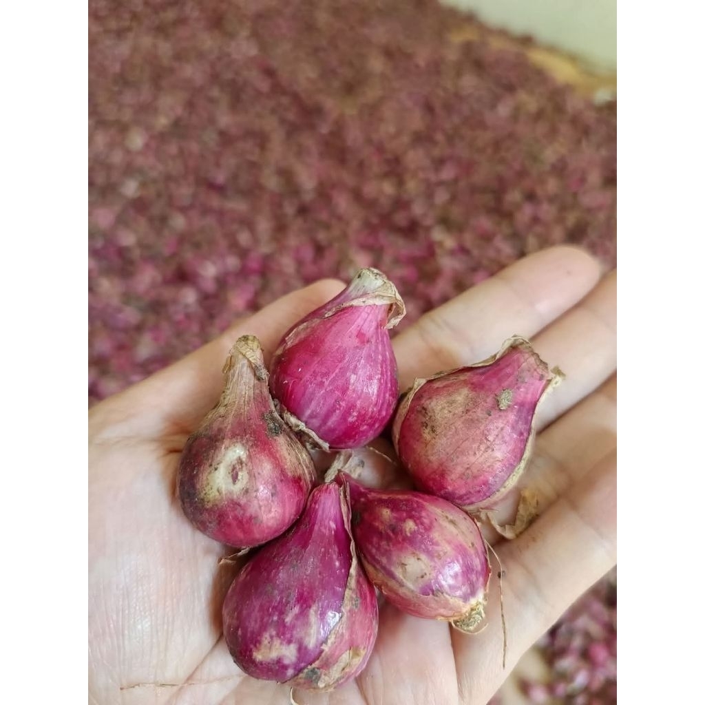 

bawang merah segar 1kg