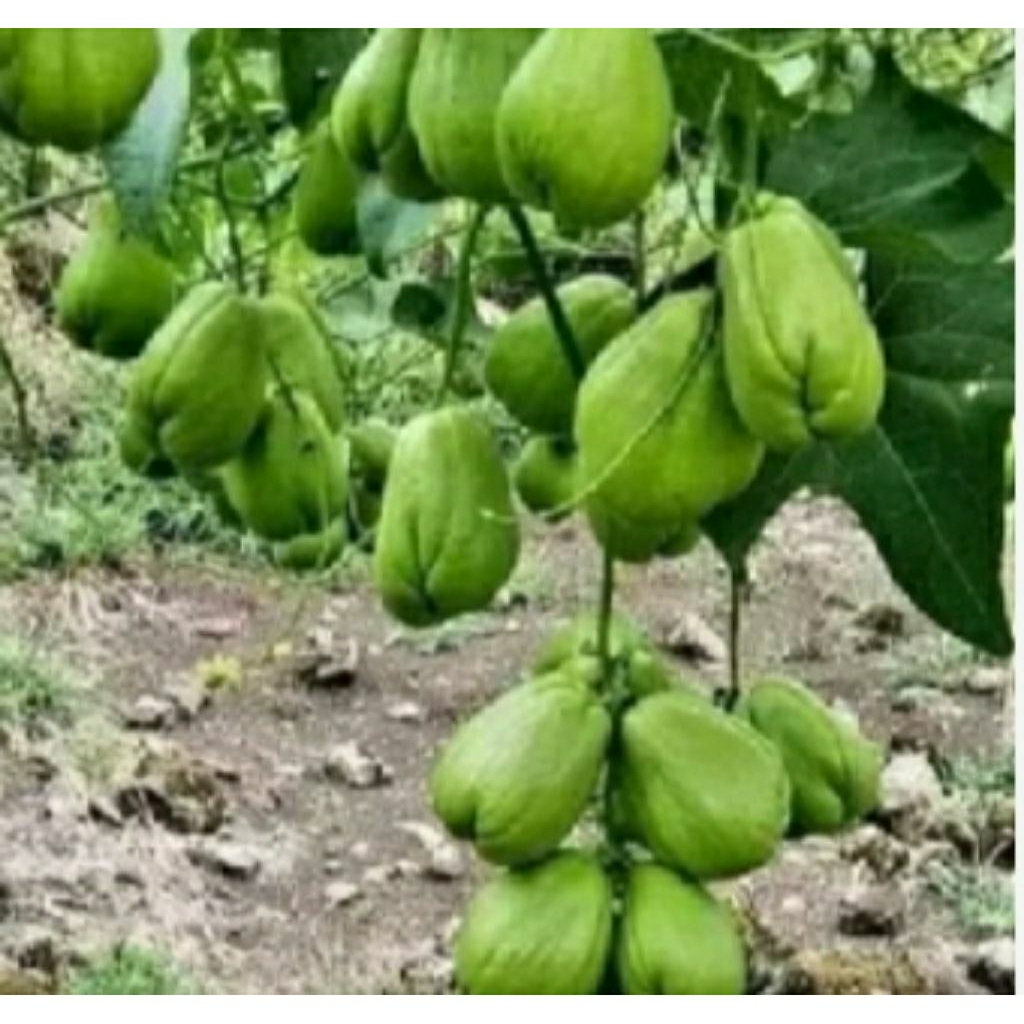 bibit labu siam anggur