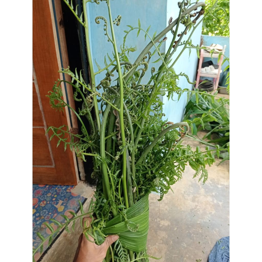 

Pakis Sayur Segar Dan prees baru dipetik persatu ikat berkualitas