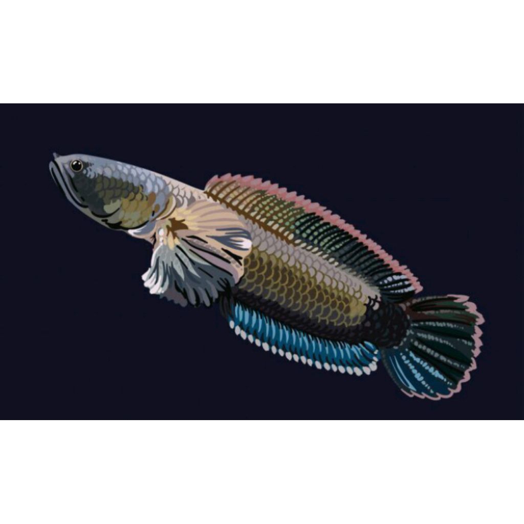 

kripik limbata super premium