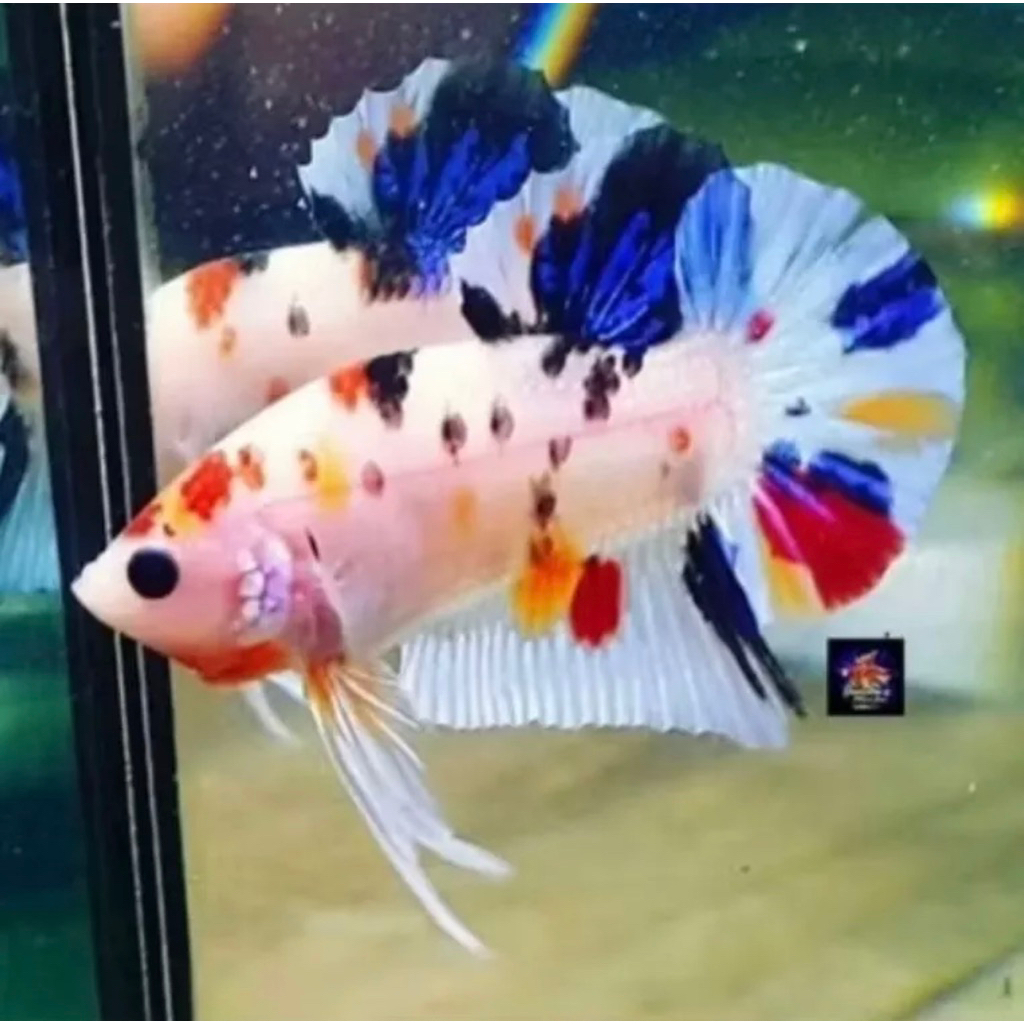 Cupang Giant Multi bahan mutasi celo notol-notol