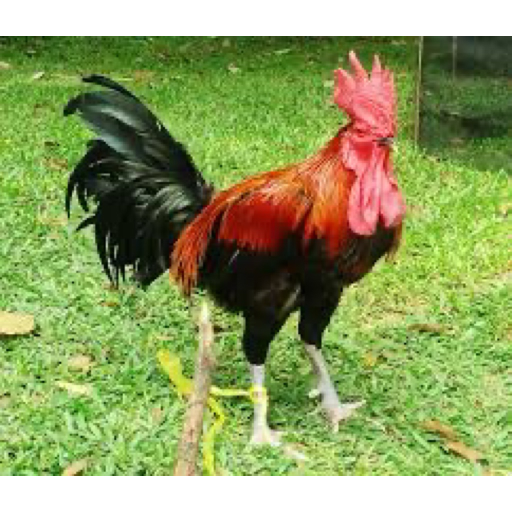 

TELUR FERTIL AYAM PELUNG UNTUK DITETASKAN