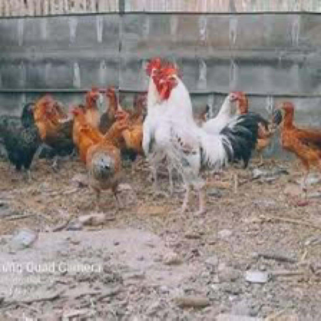 

TELUR FERIL AYAM AKY UNTUK DITETASKAN