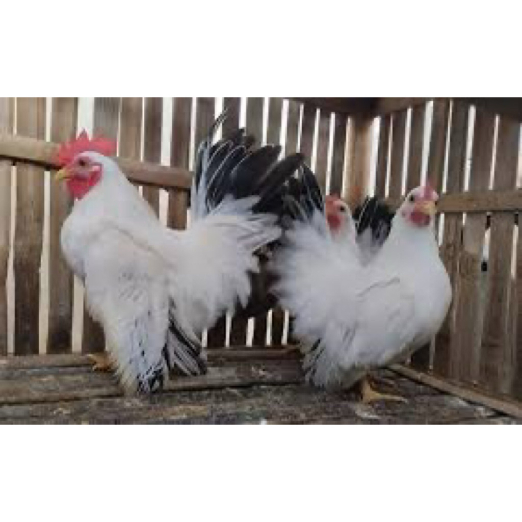 TELUR FERTIL AYAM HIAS KATE CHABO UNTUK DITETASKAN