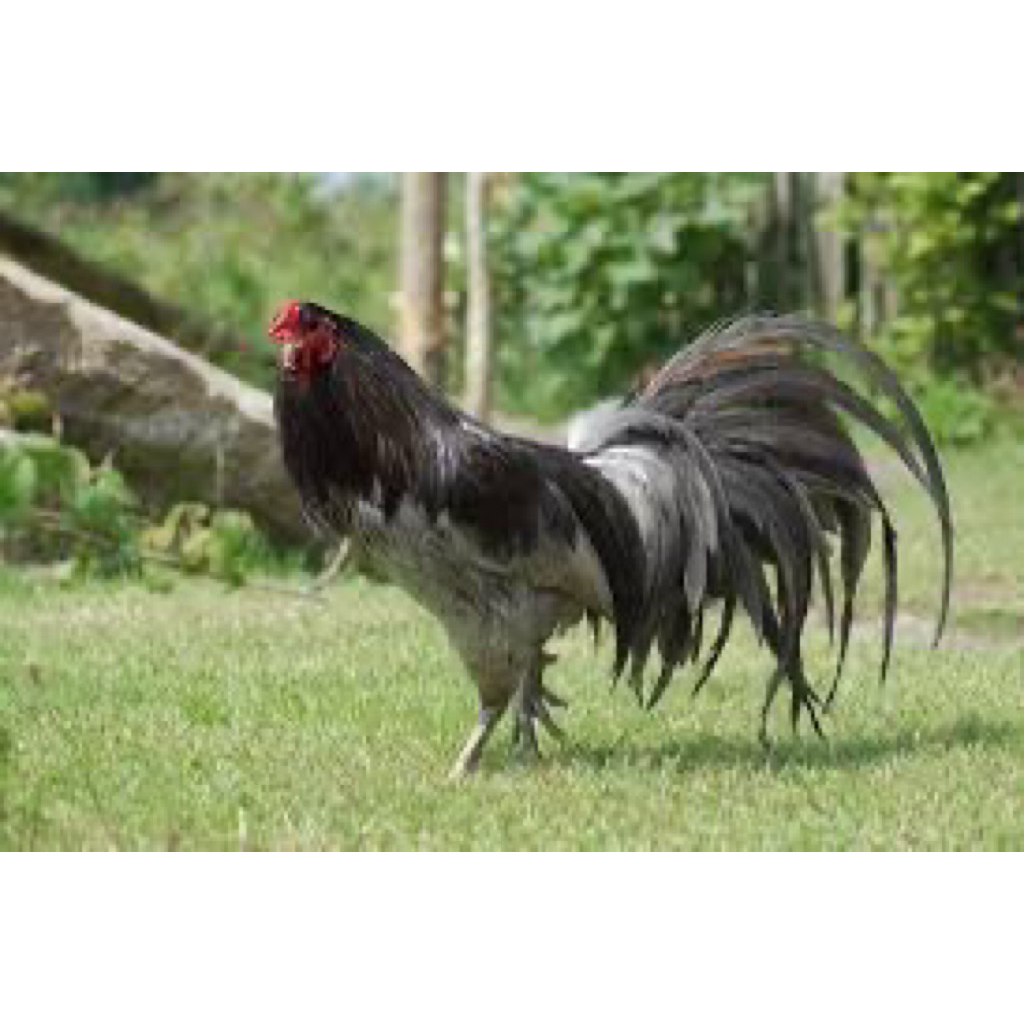 TELUR FERTIL AYAM BLACK SUMATERA UNTUK DITETASKAN