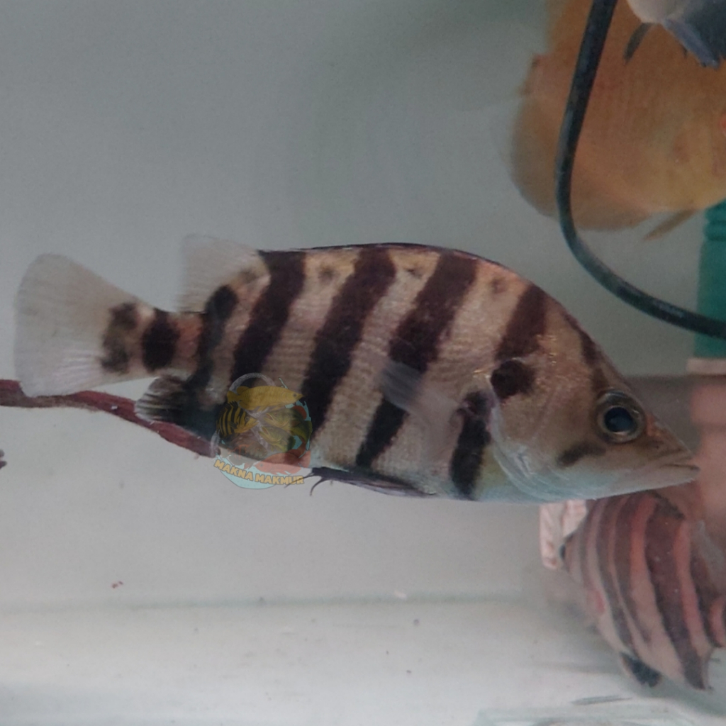 datz silver bar mix 4