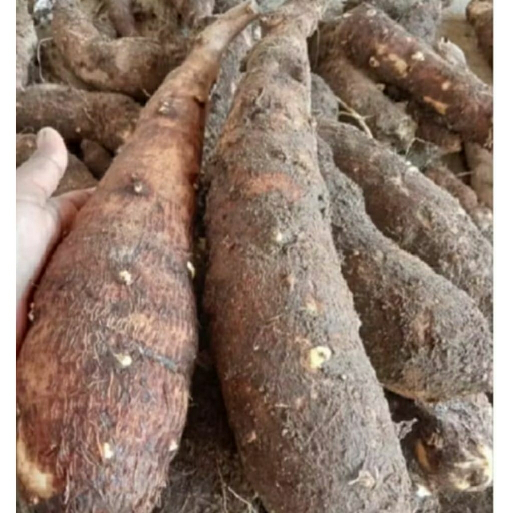 

UMBI TALAS SUPER UNTUK BAHAN KERIPIK 1 KG