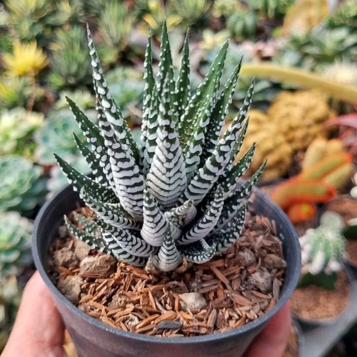 haworthia zebra