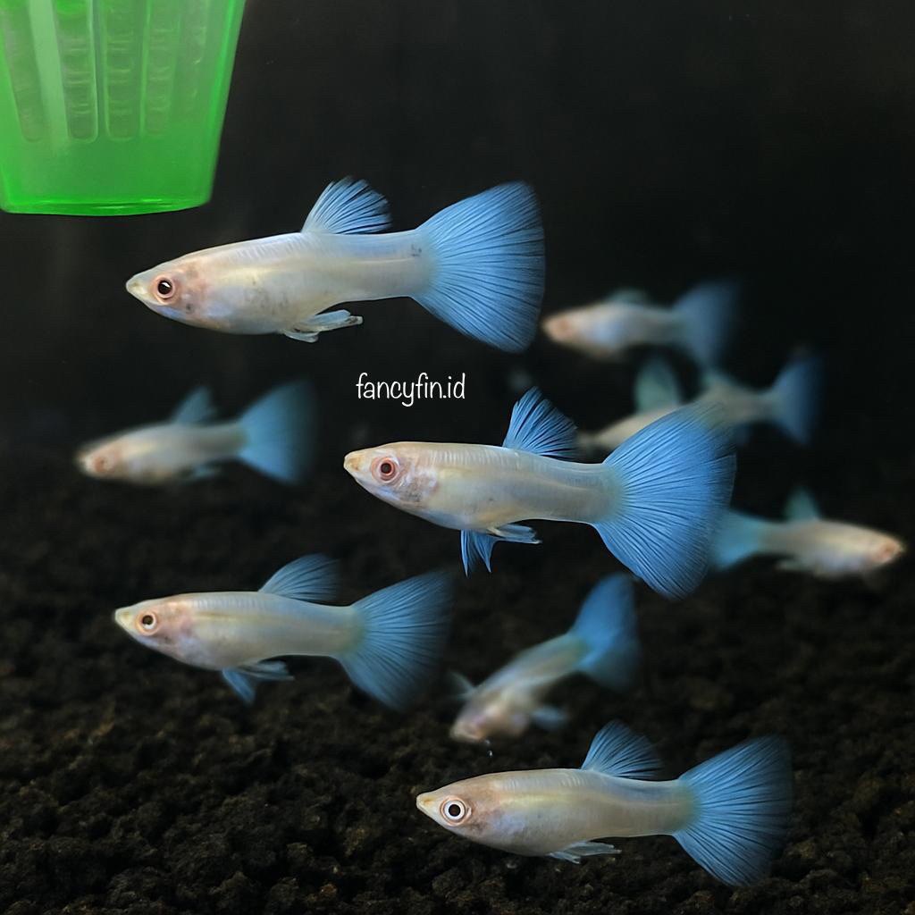 Guppy Sky Blue