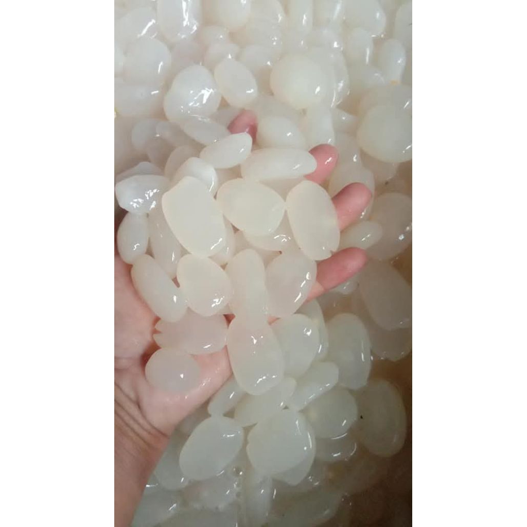 

Kolang kaling muda fresh berat 1kg untuk di buat manisan