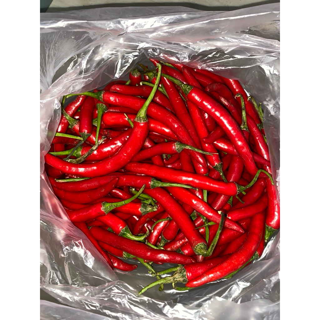 

CABE/CABAI MERAH SUPER FRESH [LANGSUNG PETIK]