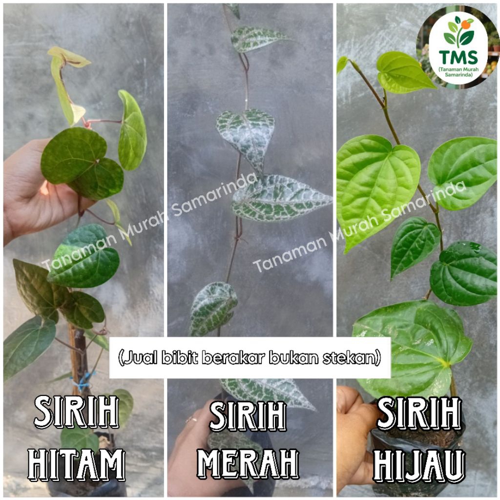 TMS~ Sirih hijau sirih hitam sirih merah tanaman herbal sirih