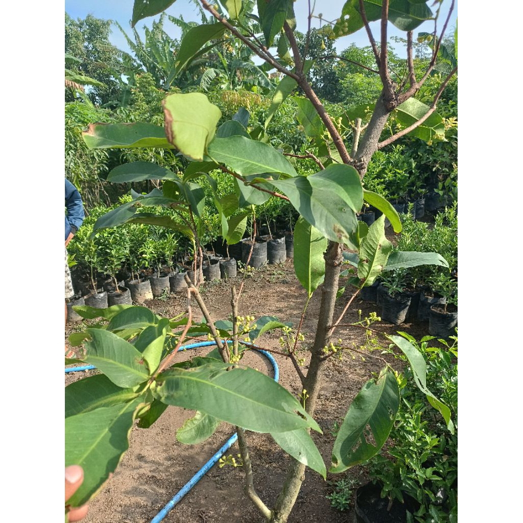BIBIT-Jambu air sudah berbuah dan berbungga
