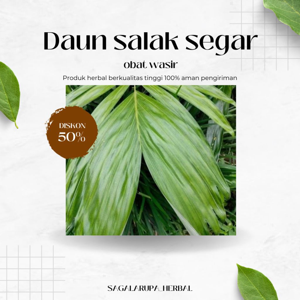 

Daun salak muda obat wasir segar siap kirim