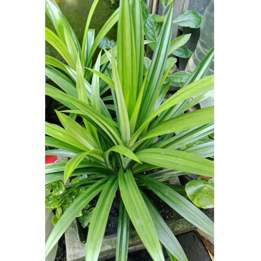 

daun pandan segar organik 100g