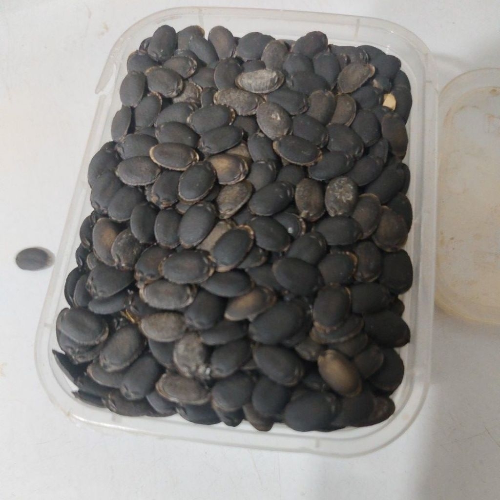 

bibit oyong kalimantan