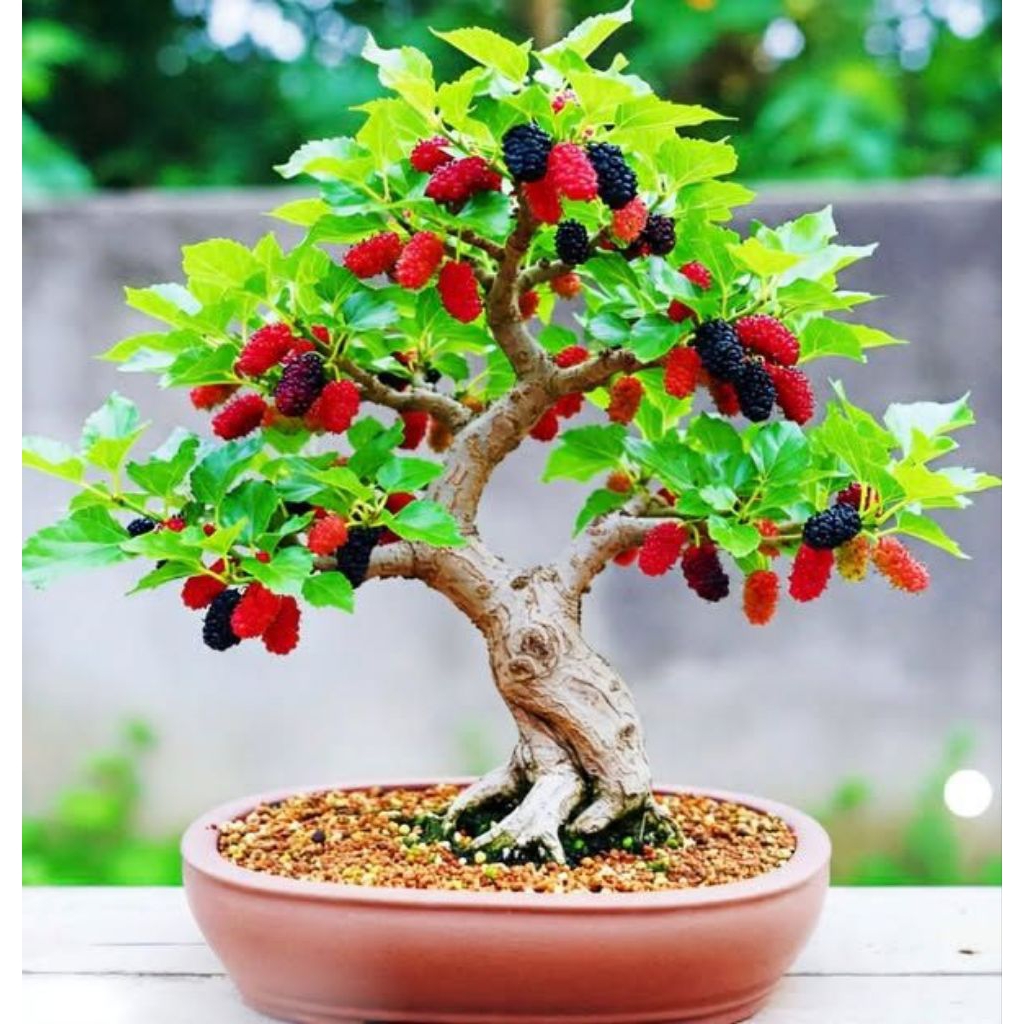 Bonsai murbei bahan Bougenville kebun sendiri, prokar, ready sianci, waru, ileng, Cemara, santigi, m