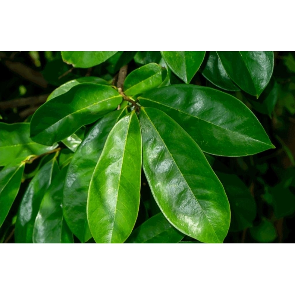 

Daun Sirsak Segar 100gr / 250gr / 500gr – Herbal Alami Daun Sirsak